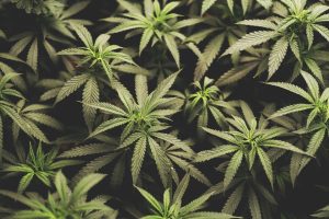 Read more about the article Cannabis Absorption: How Your Body Processes THC Differently