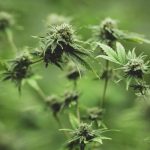 Cannabis Plant Compounds: Beyond THC and CBD
