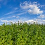 Cannabis Environment: Why Setting Shapes Your Experience