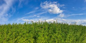 Read more about the article Cannabis Environment: Why Setting Shapes Your Experience