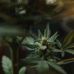Cannabis Onset Time: Why Effects Don’t Always Hit the Same