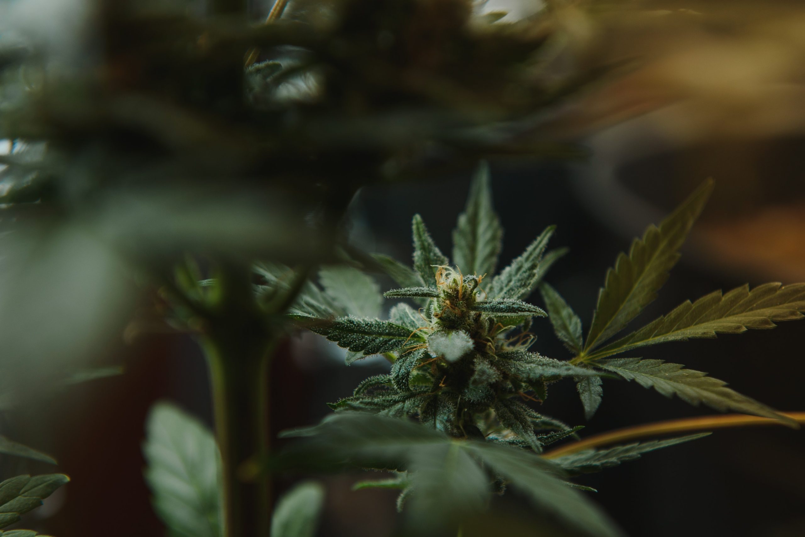 Cannabis Onset Time: Why Effects Don’t Always Hit the Same