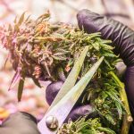 Cannabis Curing Process: Why Proper Curing Matters
