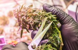 Read more about the article Cannabis Curing Process: Why Proper Curing Matters