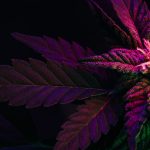 High CBD Low THC Benefits Explained