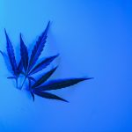 Cannabis Terpenes for Sleep Explained
