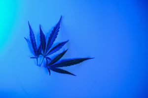 Read more about the article Cannabis Terpenes for Sleep Explained