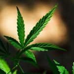 Cannabis Ratios Explained for Beginners