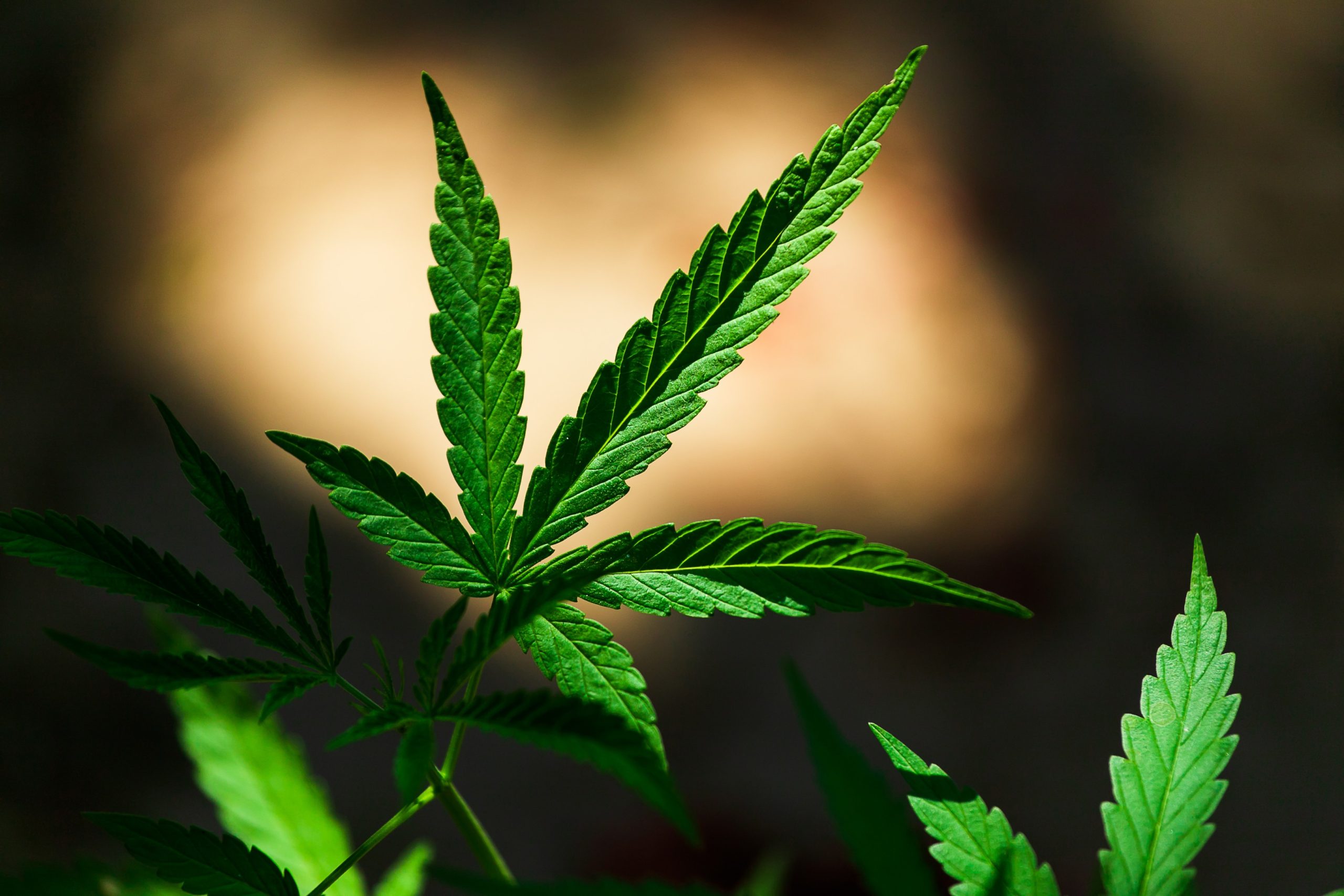 You are currently viewing Cannabis Ratios Explained for Beginners