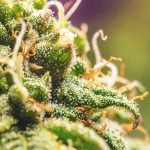 Cannabis COA Explained