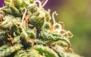 Read more about the article Cannabis COA Explained