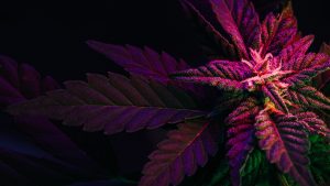 Read more about the article Nano THC Technology Explained