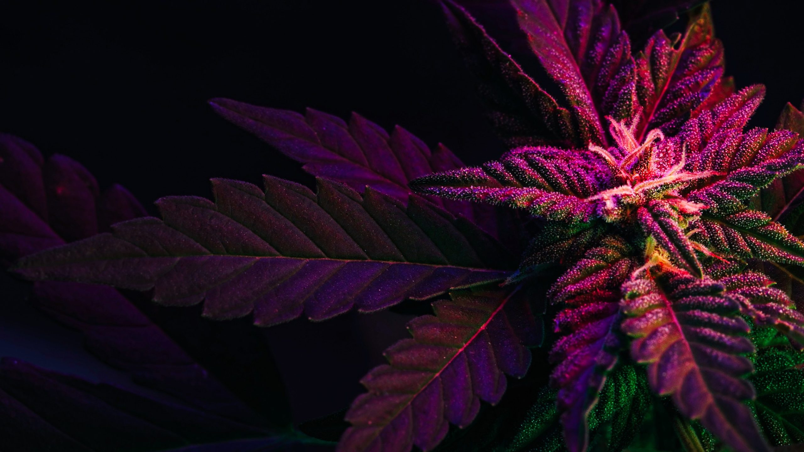 You are currently viewing Nano THC Technology Explained