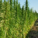 Cannabis Cultivars Explained for Better Shopping
