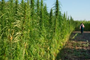 Read more about the article Cannabis Cultivars Explained for Better Shopping