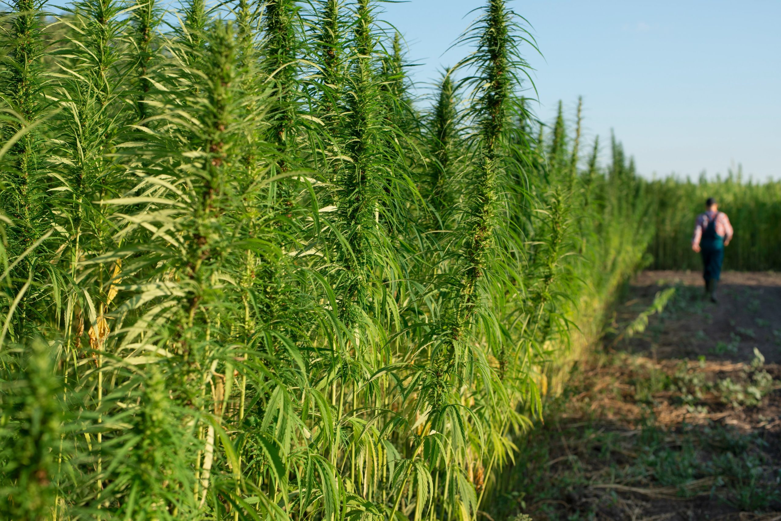 You are currently viewing Cannabis Cultivars Explained for Better Shopping
