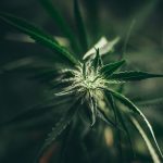 Cannabis Cure Process and Why It Matters