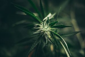 Read more about the article Cannabis Cure Process and Why It Matters