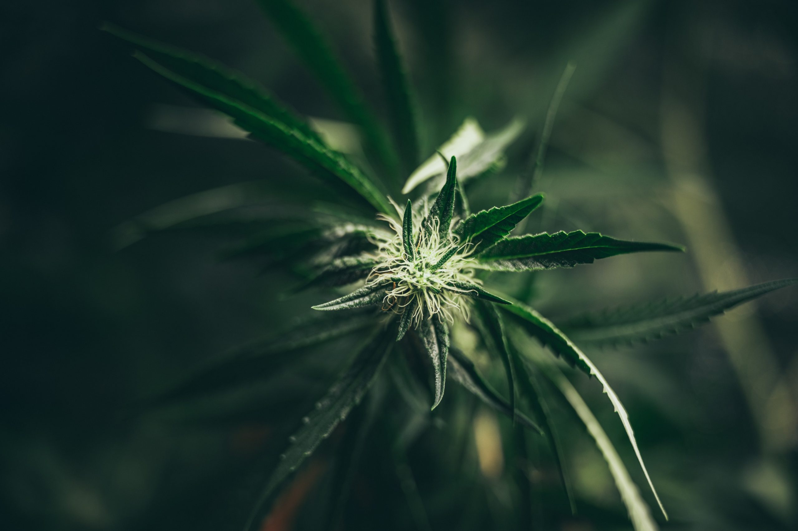 You are currently viewing Cannabis Cure Process and Why It Matters