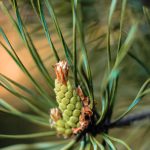 Cannabis Terpene Pinene and Why It Stands Out