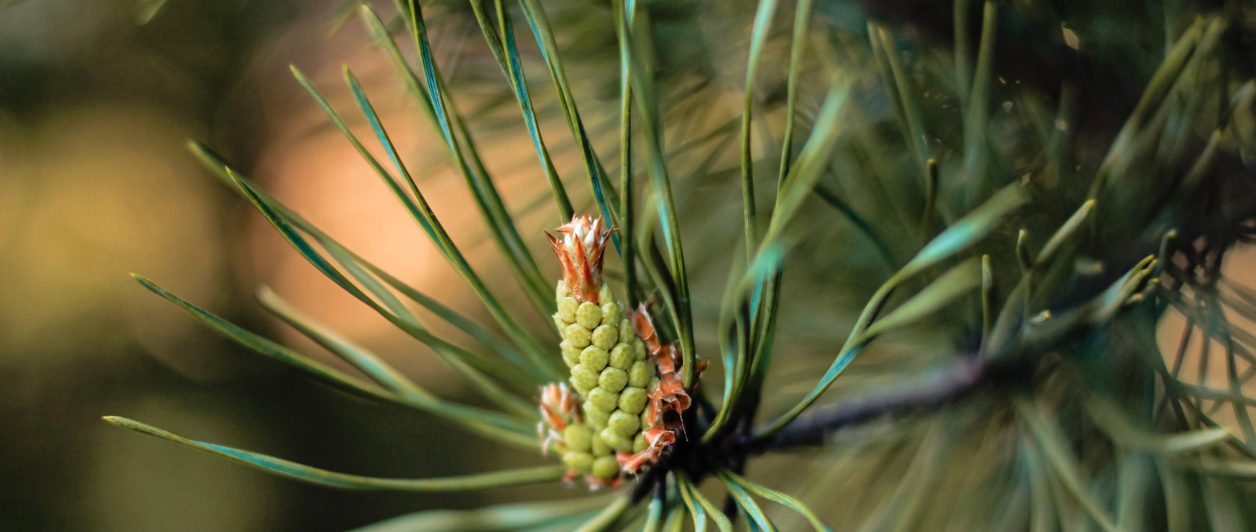 You are currently viewing Cannabis Terpene Pinene and Why It Stands Out