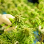 Cannabis Harvest Timing and Why It Matters