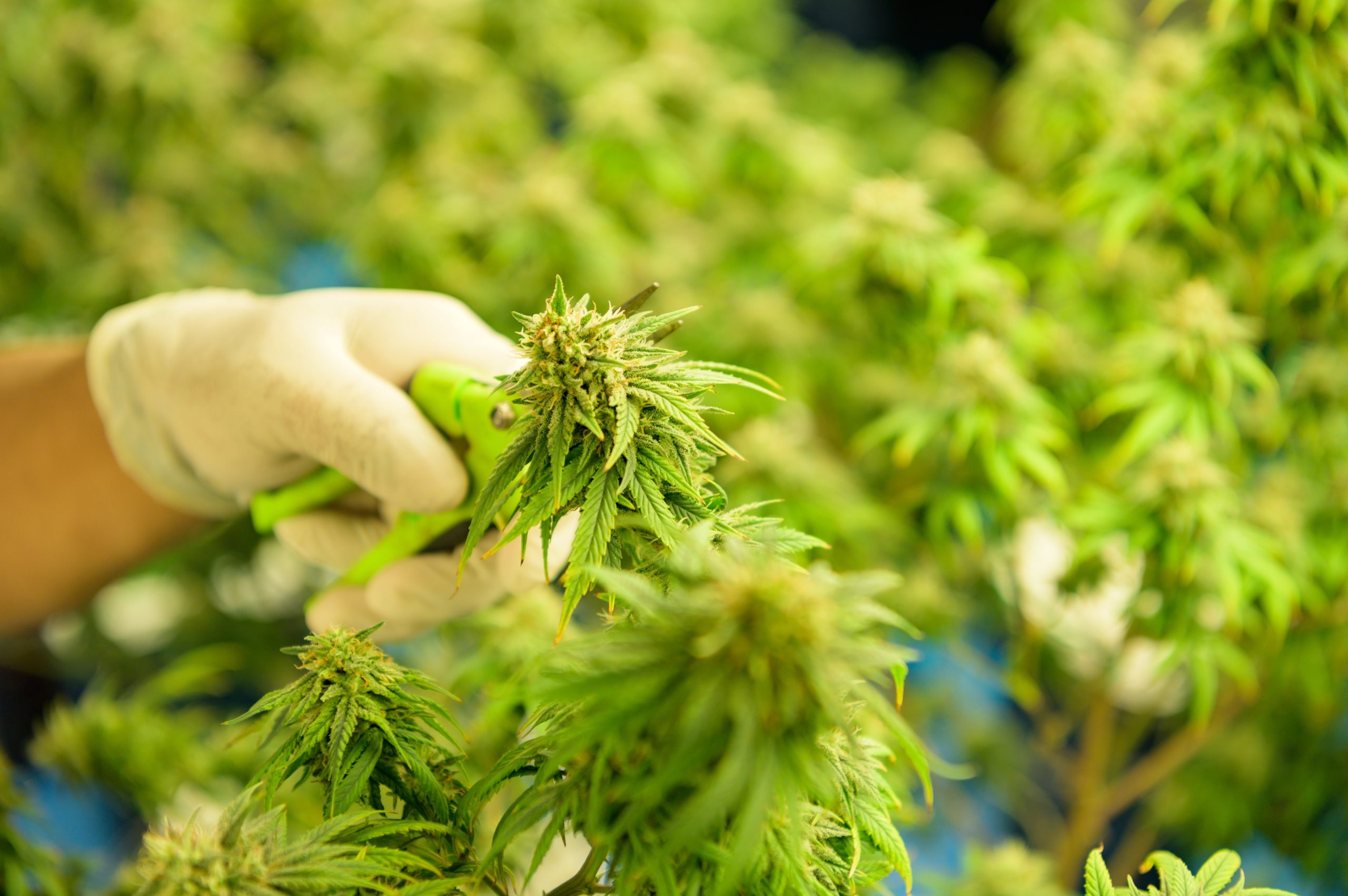 You are currently viewing Cannabis Harvest Timing and Why It Matters