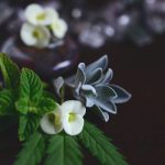 Cannabis Aroma Profiles and What They Mean