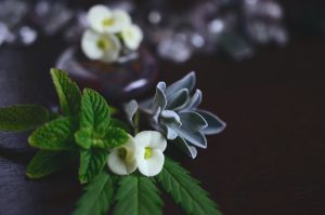 Read more about the article Cannabis Aroma Profiles and What They Mean