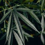 Full Spectrum Cannabis: Why Cannabinoids Work Together