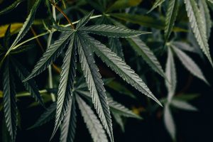 Read more about the article Full Spectrum Cannabis: Why Cannabinoids Work Together