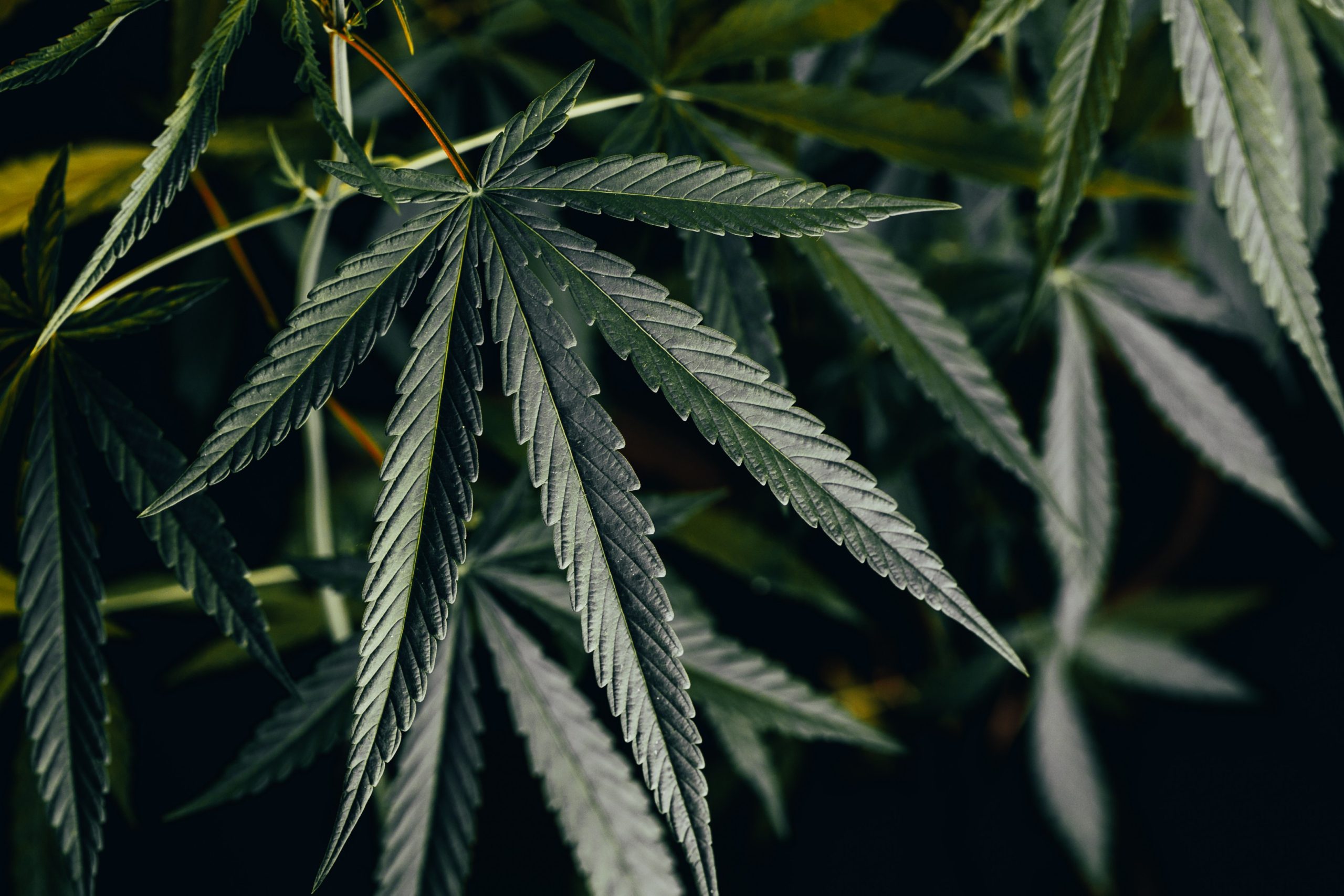 You are currently viewing Full Spectrum Cannabis: Why Cannabinoids Work Together