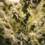 What Is a Cannabis Phenotype? Why the Same Genetics Can Look Different