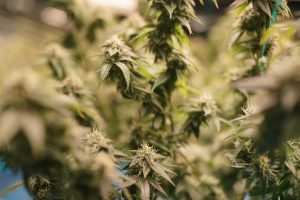 Read more about the article What Is a Cannabis Phenotype? Why the Same Genetics Can Look Different