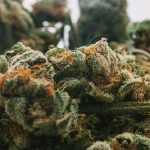 Why Does Cannabis Smell? The Science Behind Cannabis Aroma