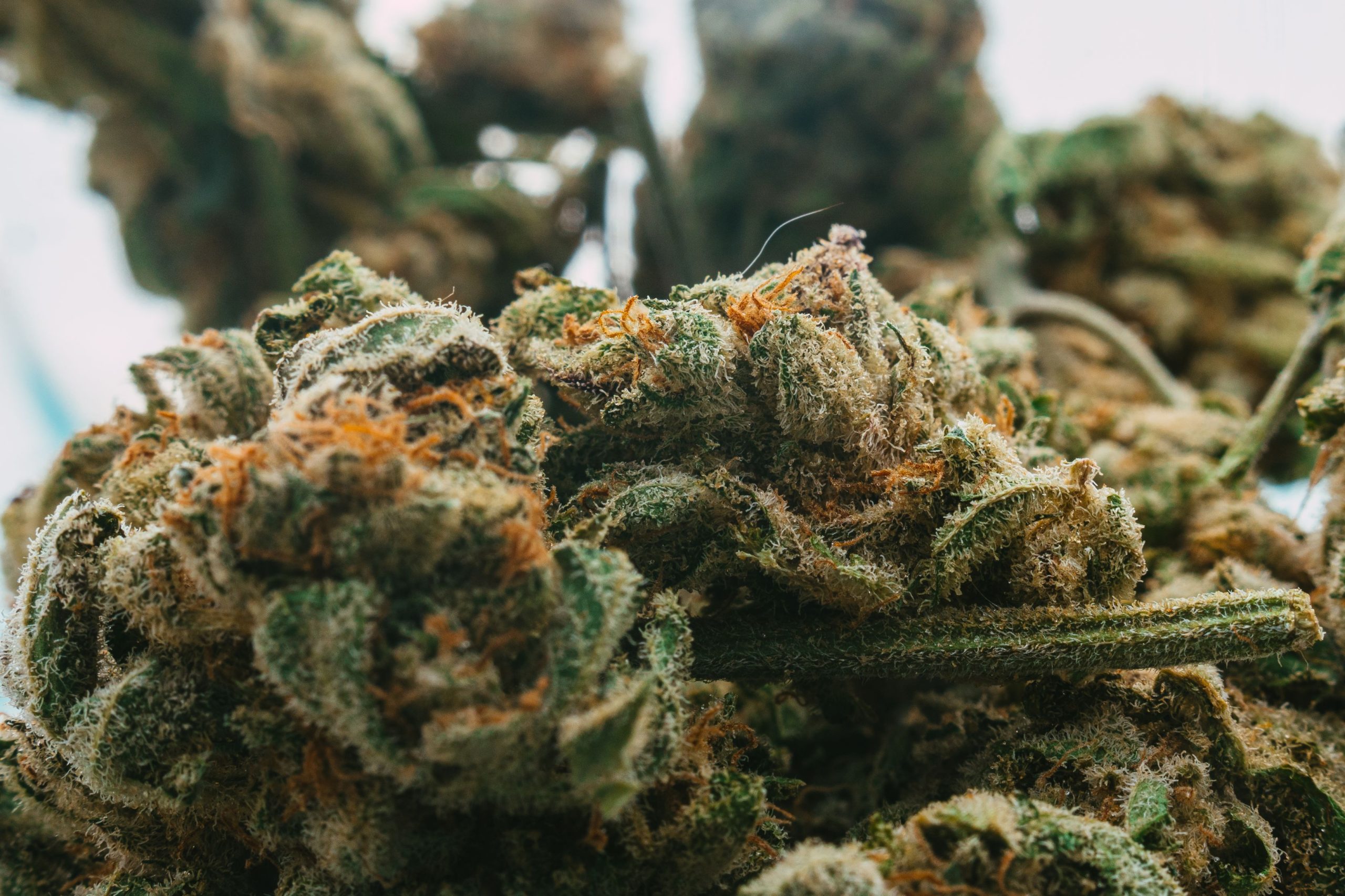 You are currently viewing Why Does Cannabis Smell? The Science Behind Cannabis Aroma