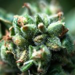 Cannabis Trichomes: What Frosty Flower Really Tells You
