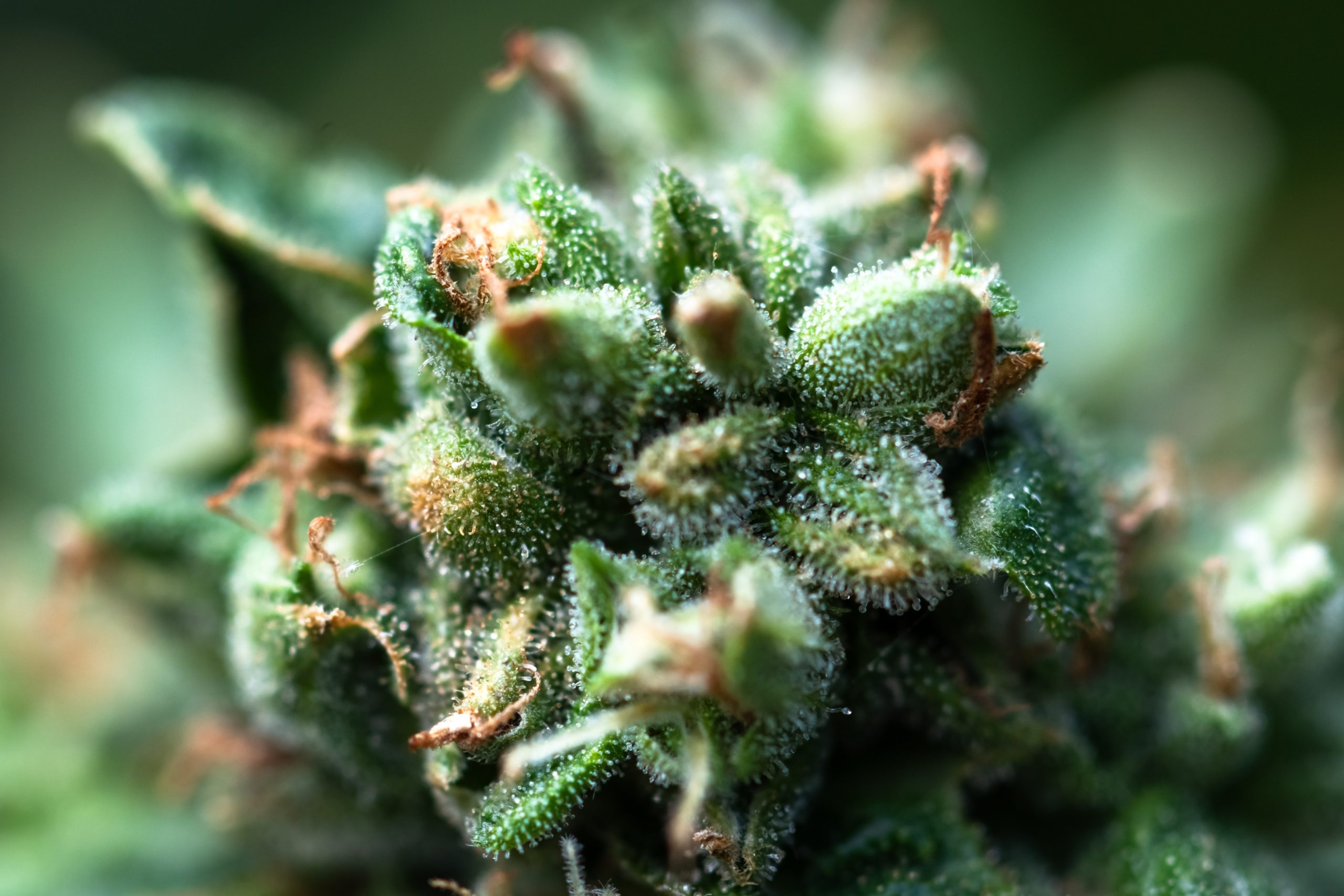 You are currently viewing Cannabis Trichomes: What Frosty Flower Really Tells You
