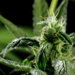 Cannabis Curing: Why the Post-Harvest Process Matters