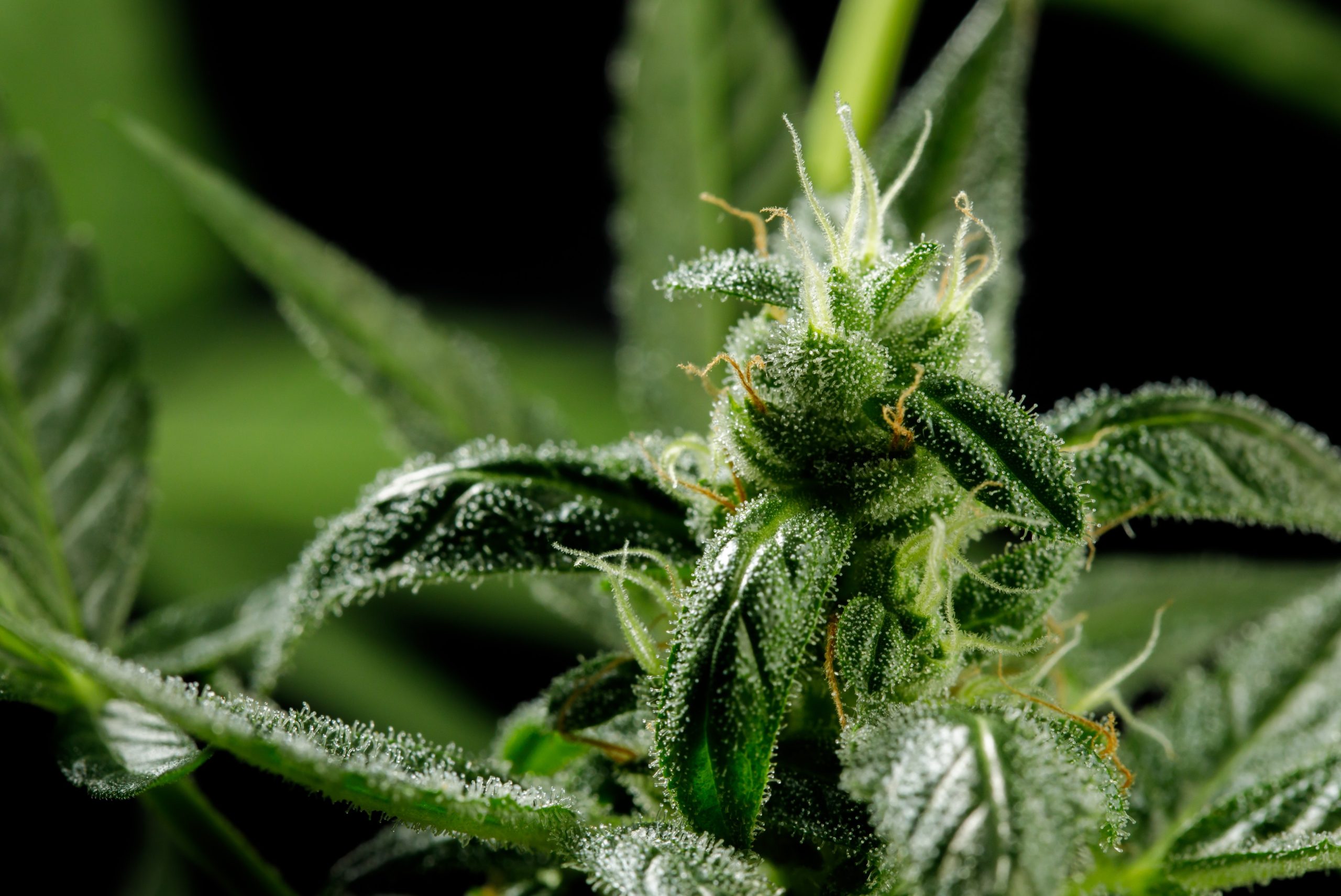 You are currently viewing Cannabis Curing: Why the Post-Harvest Process Matters
