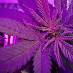 Why Is Cannabis Purple? Understanding Cannabis Flower Colors