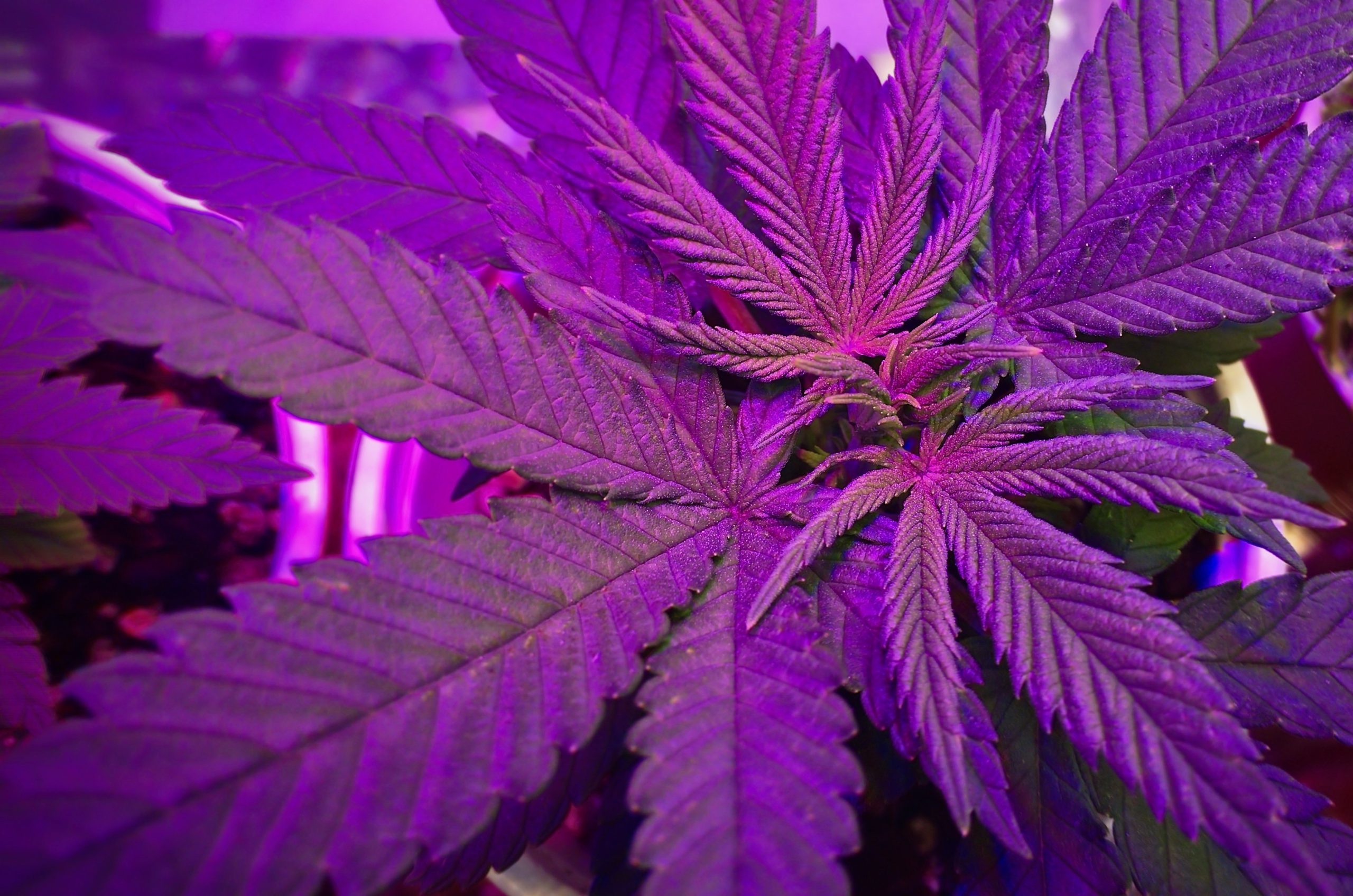 You are currently viewing Why Is Cannabis Purple? Understanding Cannabis Flower Colors
