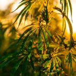 Indoor Cannabis: What Makes It Different?