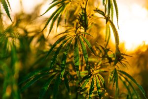Read more about the article Indoor Cannabis: What Makes It Different?