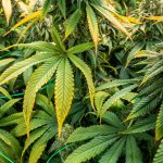 Fresh Frozen Cannabis: Why It Matters for Concentrates