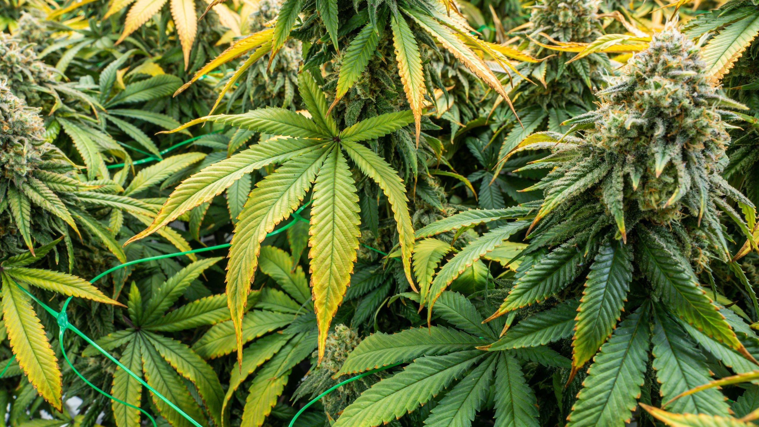You are currently viewing Fresh Frozen Cannabis: Why It Matters for Concentrates