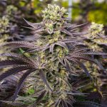 Cannabis Strain Differences Between Brands