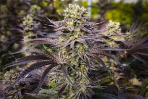 Read more about the article Cannabis Strain Differences Between Brands