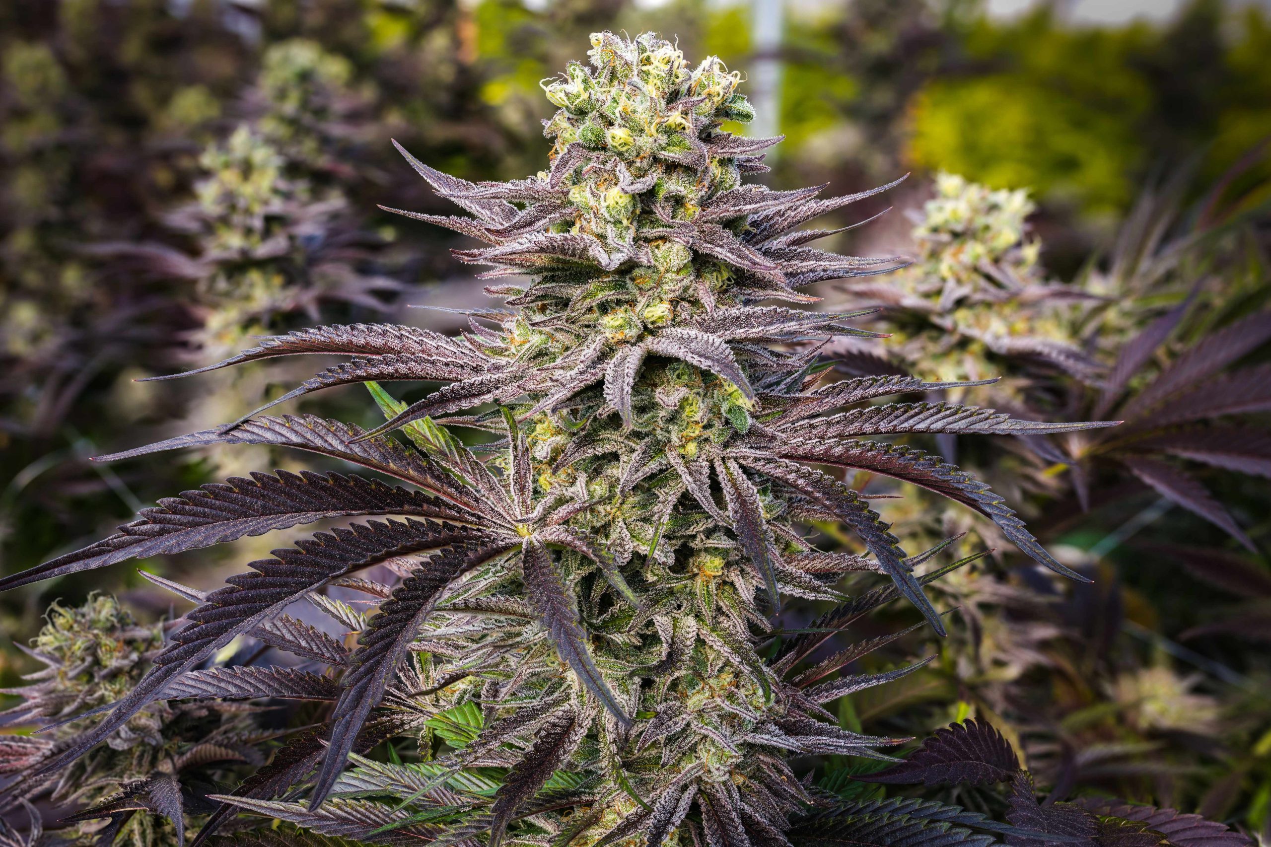 You are currently viewing Cannabis Strain Differences Between Brands