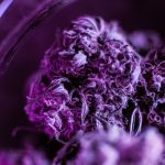 Sticky Cannabis: Why Does Some Flower Feel So Sticky?